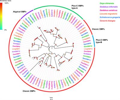 Identification and Expression Analyses of Olfactory Gene Families in the Rice Grasshopper, Oxya chinensis, From Antennal Transcriptomes